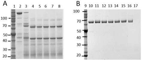 Engineering of Bacillus thuringiensis Cry Proteins to Enhance the ...