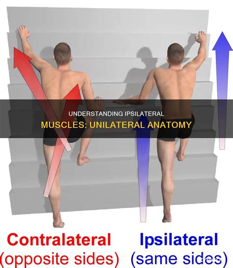Understanding Ipsilateral Muscles: Unilateral Anatomy | CyVigor