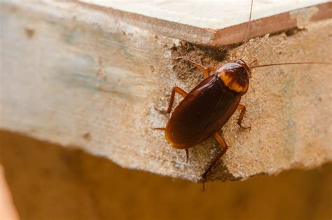 Roaches vs. Beetles: Is There Really a Difference?