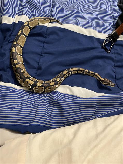 Ball Python Weight Gain 的图像结果