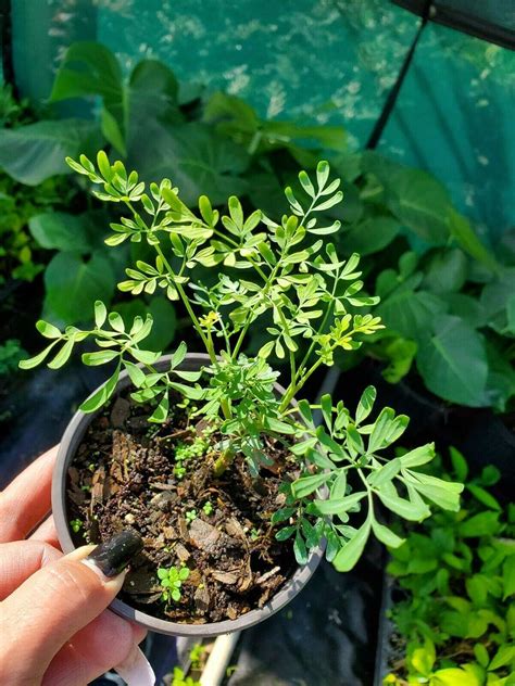 Naturegreen_Park Ruda Plant Common Rue Ruta graveolens Herb of Grace ...