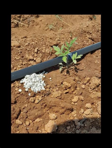 Broadcasting Planting 的图像结果