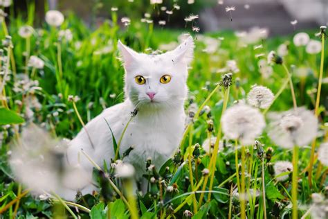 Kingman, AZ 86409 Veterinary Jobs | Kingman Animal Hospital