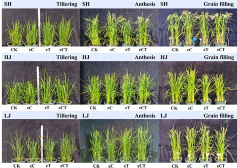 Frontiers | Co-elevation of atmospheric [CO2] and temperature alters photosynthetic capacity and ...