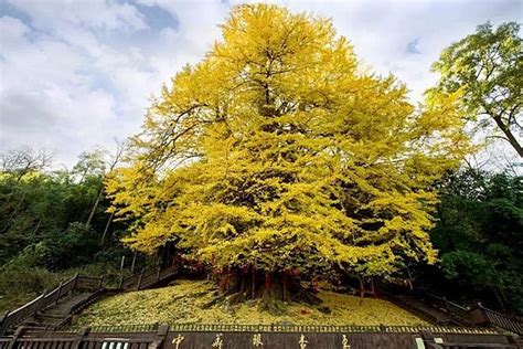 中国最大的银杏树在哪里 是贵州的6000岁还是浙江的12000岁能称王_旅泊网