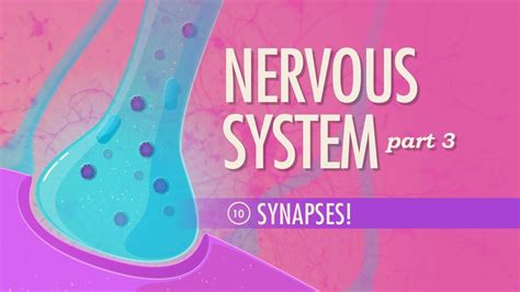 Image result for Crash Course Nervous System