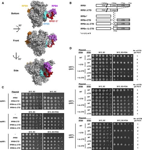 The C-Terminal Domain of Rpb1 Functions on Other RNA Polymerase II ...