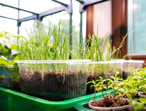 How to Grow Onions From Seed