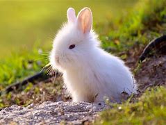 Image result for Little Bunny Rabbit