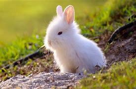 Image result for Cute Brown Real Bunnies