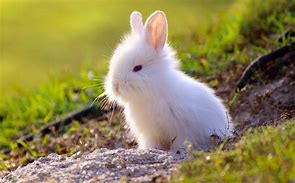 Image result for Really Cute Bunnies