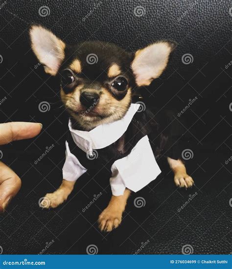 Portrait of a Chihuahua Dog Puppy Portrait Funny Animals of a Chihuahua ...
