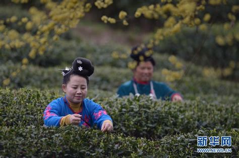 贵州：留守老人成采茶主力 采茶季收入过万_央广网