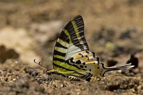 Graphium antiphates naira | Butterfly