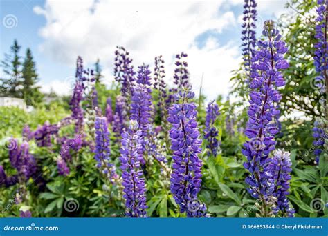 Purple Lupine Flowers, Lupinus, the State Flower of Maine, on a Sunny ...