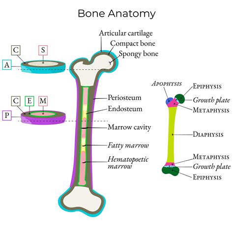 Gross Anatomy Glossary: Bone Anatomy | ditki medical & biological sciences