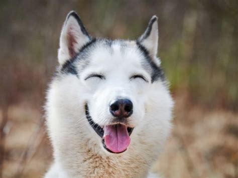 Image result for Most Common Dog Names