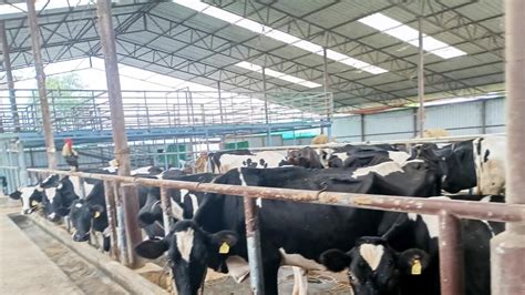ಟಿ. ನರಸೀಪುರ ತಾಲೂಕು ಬಿ.ಸೀಹಳ್ಳಿಯ ಕೃಷ್ಣೇಗೌಡ ಅವರು ಹೈನುಗಾರಿಕೆಯಿಂದಲೇ ಮಾಸಿಕ 1. ...