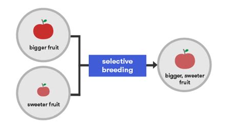 What is Biofortification? Complete Guide with Examples