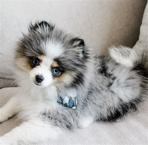 Blue Merle Pomeranian