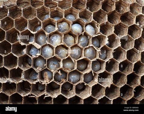 Details of inside of wasp nest showing various stages of development ...