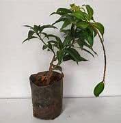"Totapuri" Ginimoothi Variety Grafted Fruit Live Plants & Tree(1.5-2 Ft ...