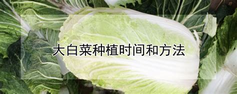 小白菜生长周期多少天 —【发财农业网】