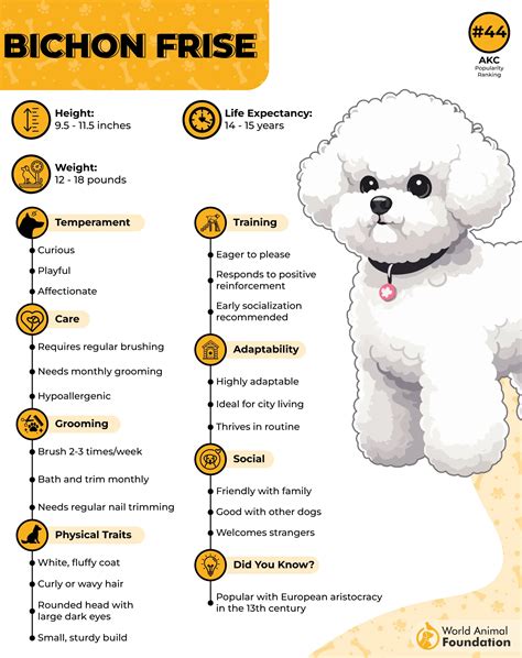 7 Best Dog Breeds With Little To No Shedding
