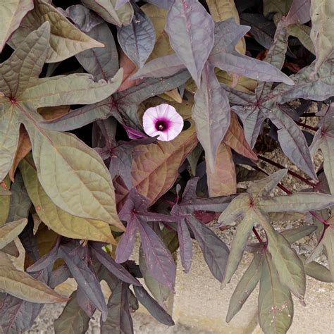 Ipomoea batatas - batata (hojas)