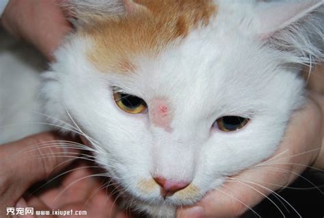 猫咪常见皮肤病的症状与治疗 - 蘑菇宠医