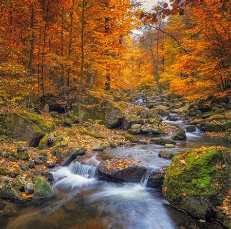 For these Tribes, the Return of the Bighorn Brings Back a Way of Life ...