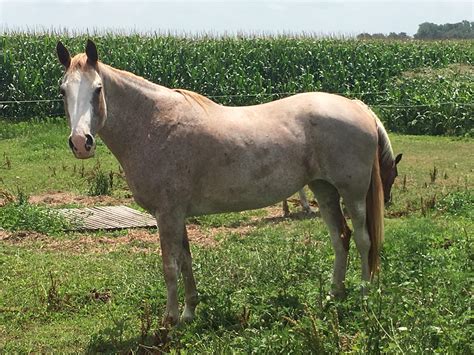 Strawberry Roan Arabian Horse