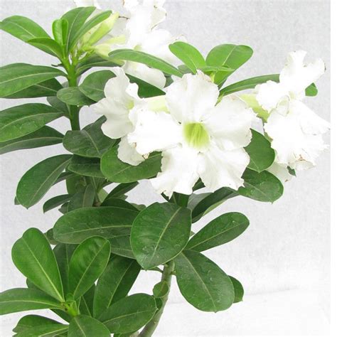 Adenium White - Flowering Plants– Exotic Flora