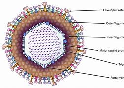 herpesvirus 的图像结果