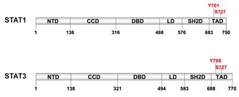 Redox Regulation of STAT1 and STAT3 Signaling