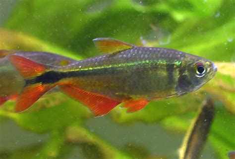 Buenos Aires Tetra - TRiN's Tropical Fish