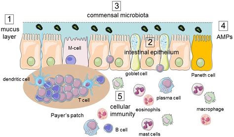 Intestinal Permeability, Inflammation and the Role of Nutrients