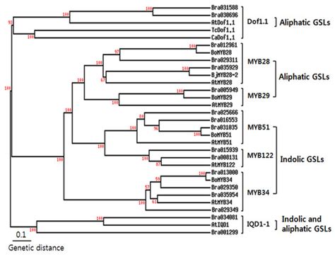 MYB Transcription Factors Regulate Glucosinolate Biosynthesis in ...
