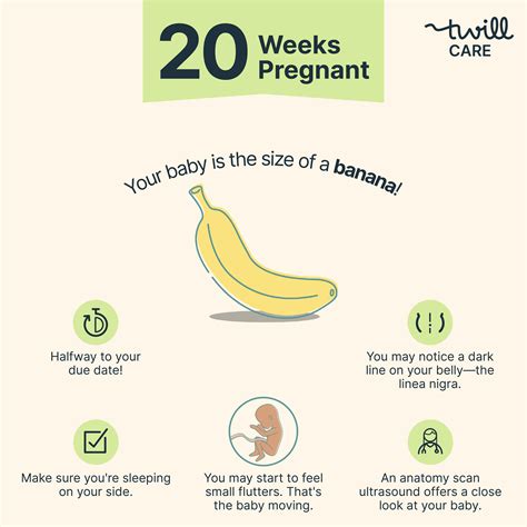 20 Weeks Pregnant Baby
