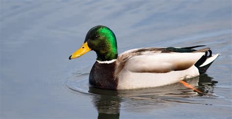 Image result for Animals Using Sign Language