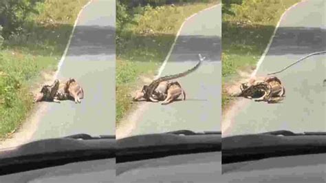 Image result for Newest Python Attack Lion Clips