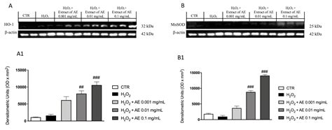 Properties of a New Food Supplement Containing Actinia equina Extract