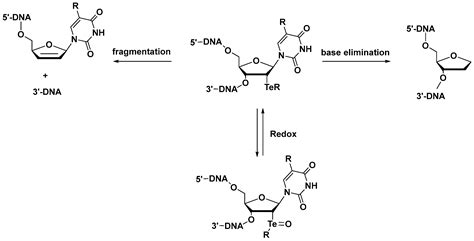 Tellurium-Modified Nucleosides, Nucleotides, and Nucleic Acids with ...