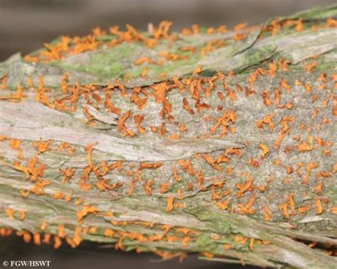 Image result for weißdorn gitterrost