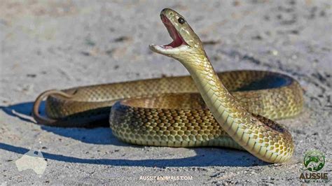 Australian Snakes | Complete Guide to Venomous and Non-Venomous Species