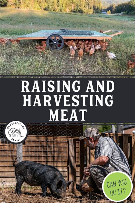 Butchering Meat 的图像结果