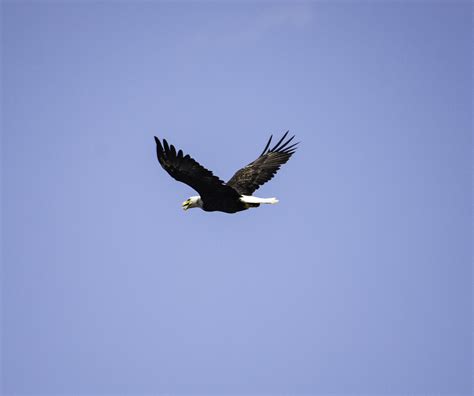 Eagle Flying Away