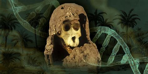 DNA fra bavian-mumie har måske løst gåden om sagnriget Punt ...