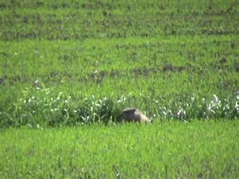 Image result for Ground Hogs Exploding Gunshot