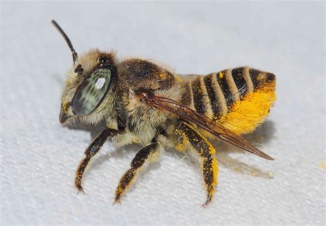 Why You Want Leafcutter Bees in Your Garden